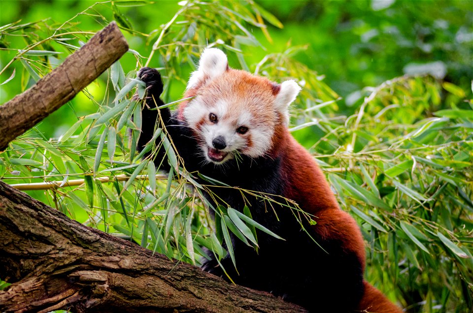 Red Panda photo