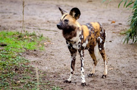 African Wild Dog photo
