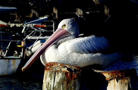 Pelican On A Pile photo