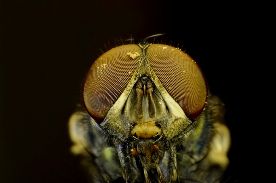 Reversed 18-55mm Nikon Kit Lens