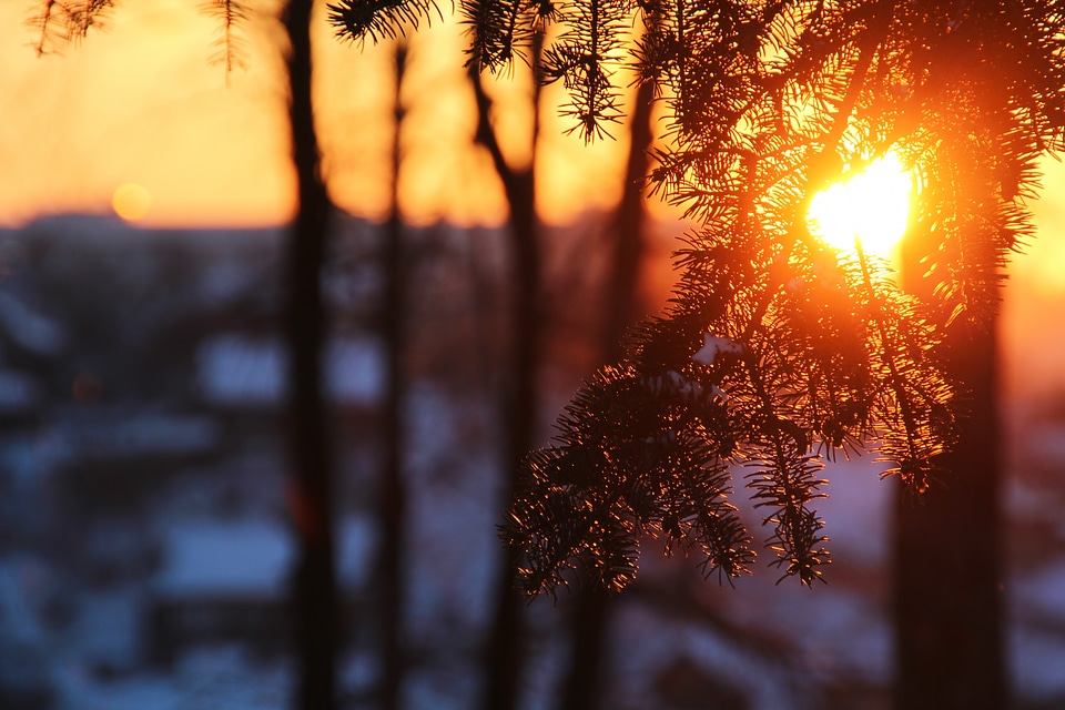 Tree branch in sunshine photo