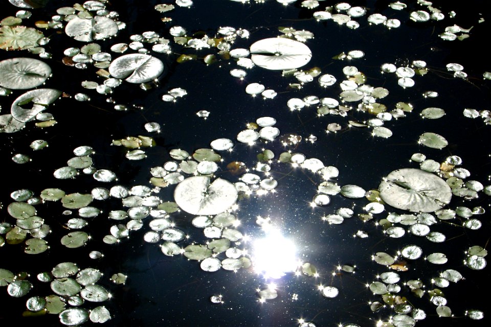 Water Lily Pond With Sun