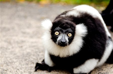 Black And White Ruffed Lemur
