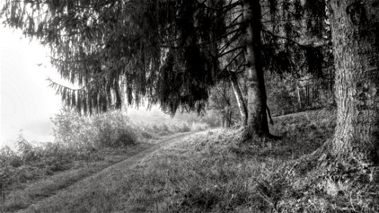 Grayscale Of Forest Trees photo