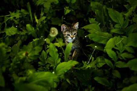 Kitten In Tall Grass photo