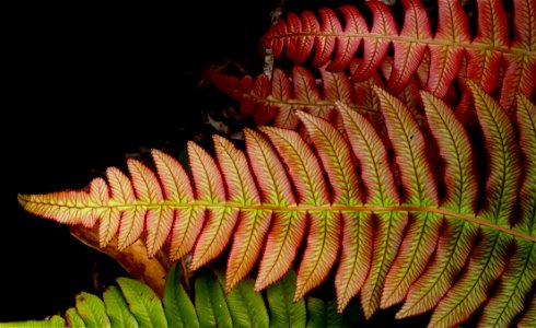 Blechnum Novae-zelandiae(palm-leaf Fern ) photo