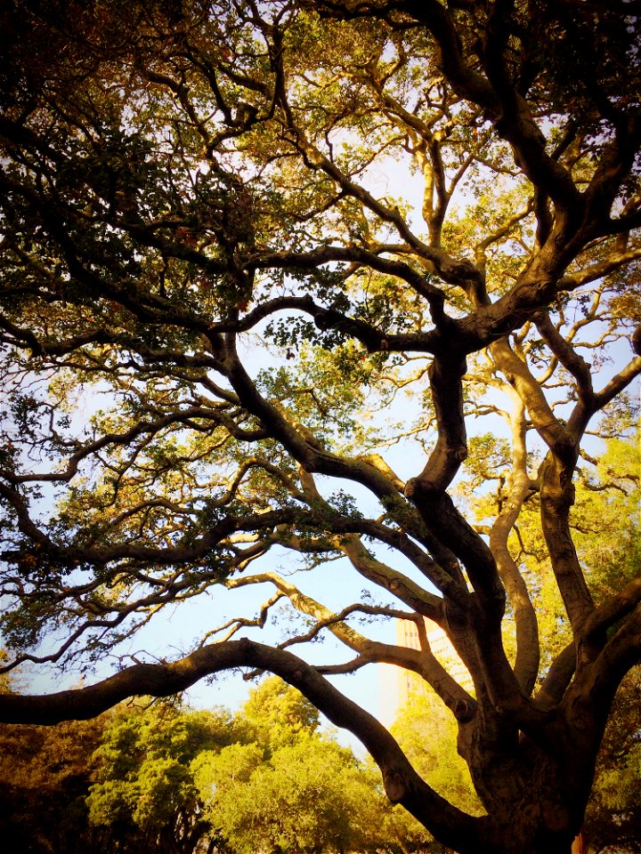 Twisted Tree Limbs