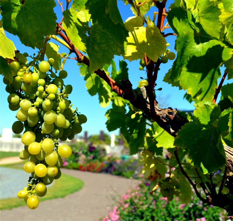 Green Grapes Fruit photo