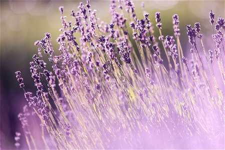 Lavender Flowers