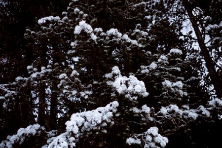 Fir Trees In Snow photo