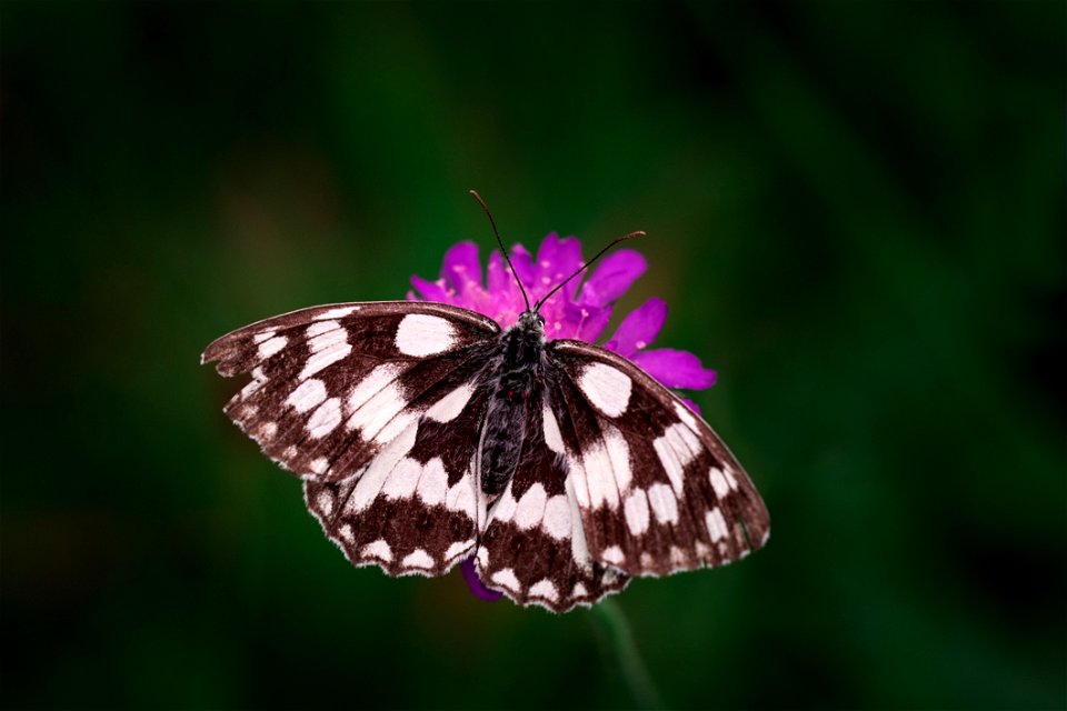 Tilt Shift Photography Of Black And White Butterfly