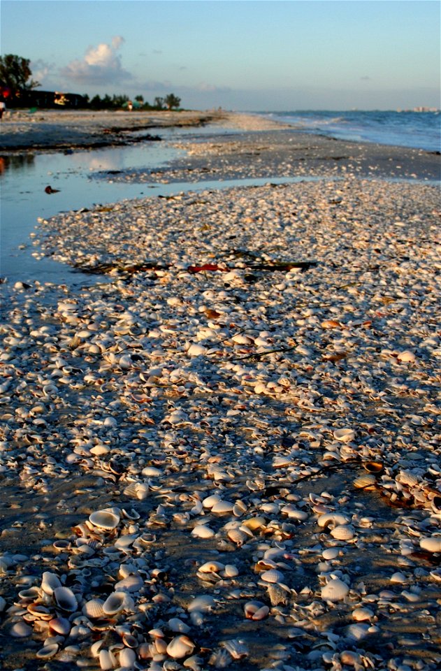 Shells To The Horizon And Beyond photo