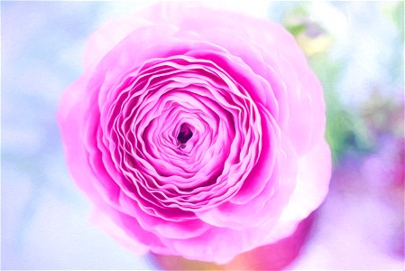 Pink Rose photo