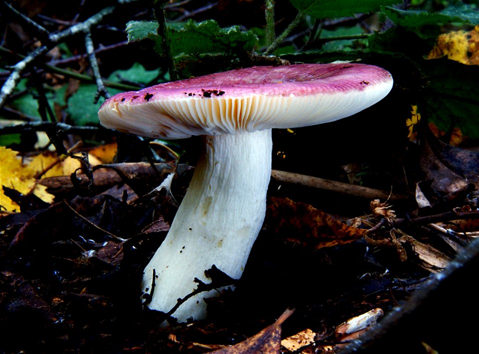 Russula