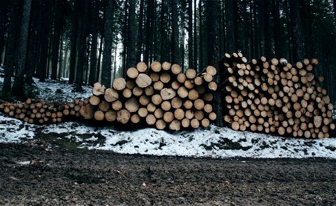 Stacks Of Logs In A Snow-Covered Forest photo