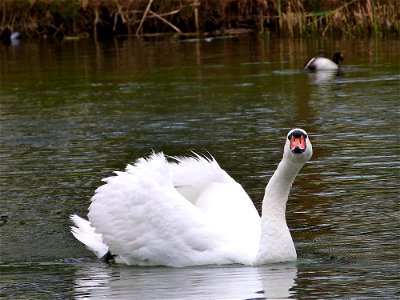 Swans At The Lake photo