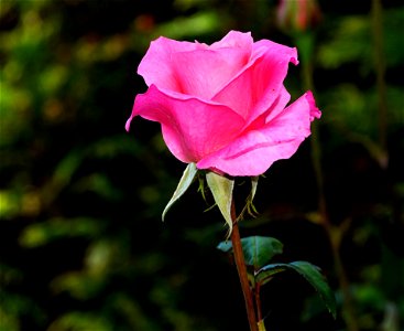 Pink Rose