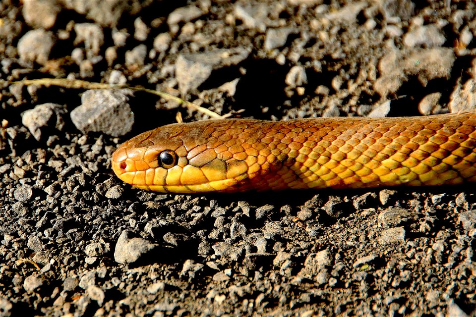 Yellow Brown Snake On Ground