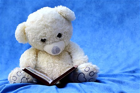White Teddy Bear Reading Book photo