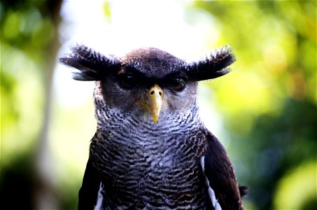 Owl Head photo