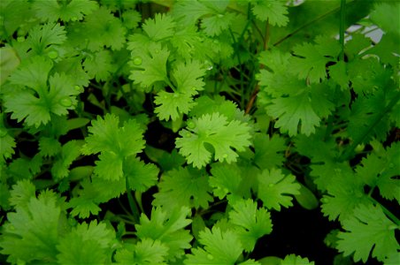 Coriander In A Close-up photo