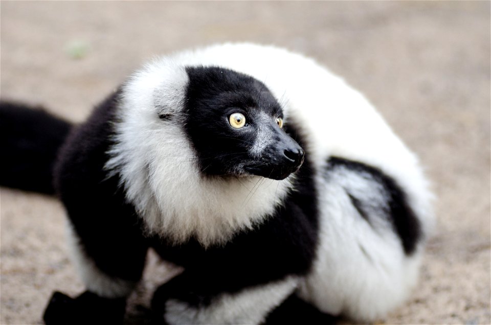 Black And White Ruffed Lemur