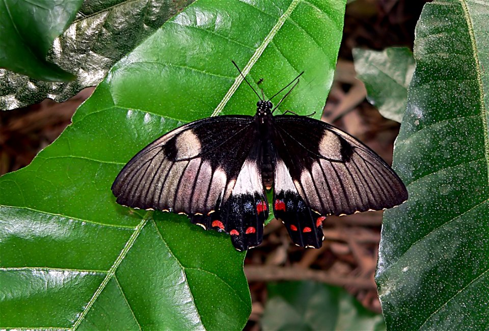 Common Eggfly