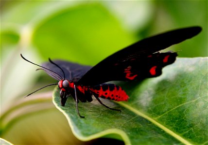 Scarlet Sallow