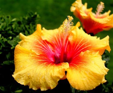 Yellow Red Hibiscus