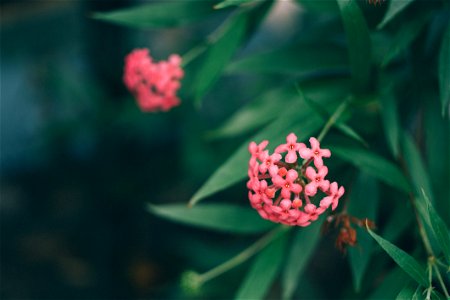 Pink Flowres Near Green Leaves Outdoor During Daytie