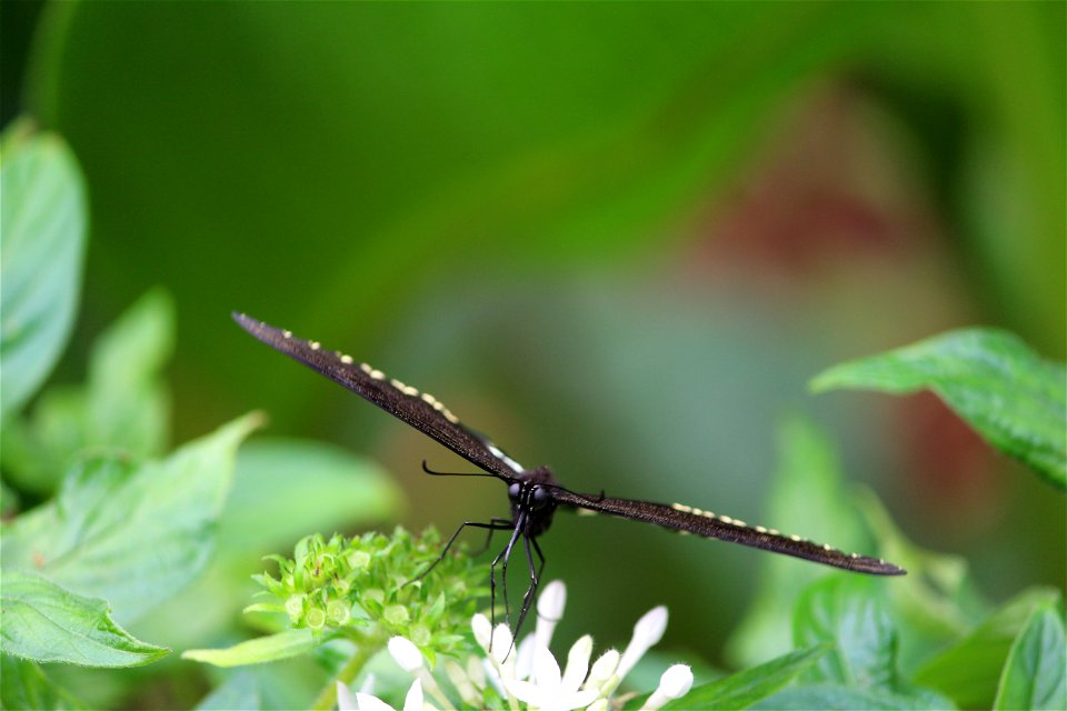 Black And White Butterfly On White Flower During Daytime