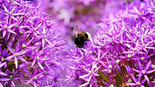 Black And Yellow Bee On Purple And White Flower During Day Time photo