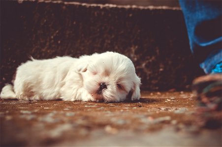 White Little Dog Sleeping photo