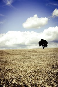 Tree In Brown Wheat Field photo