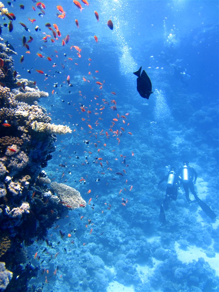 2 Divers On Sea Ground