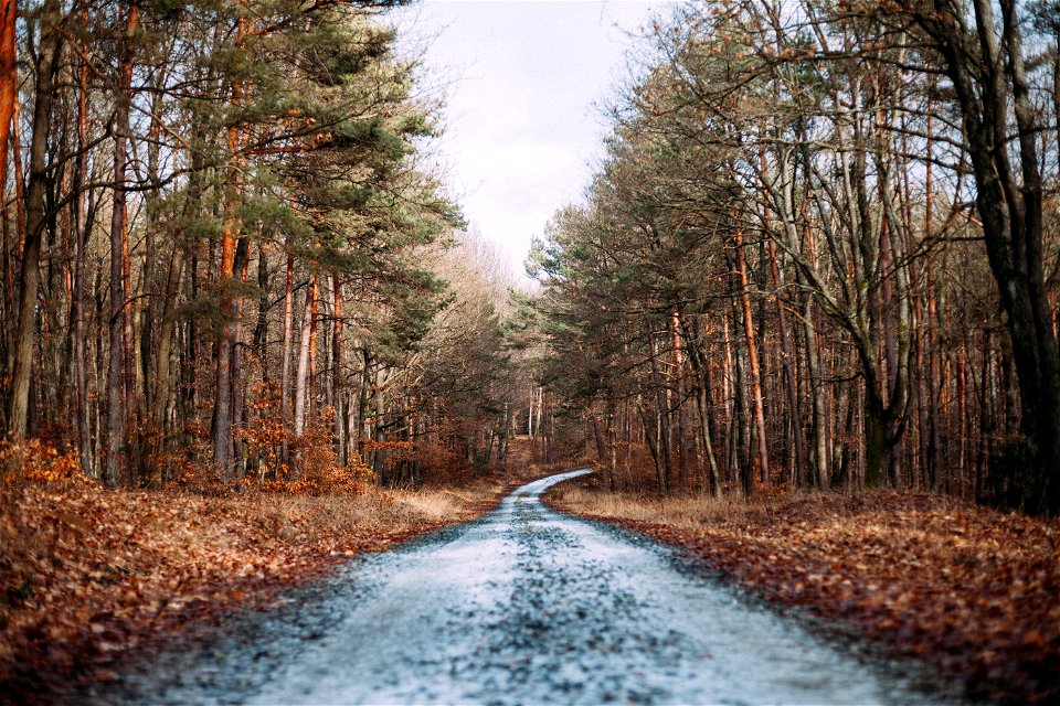 Muddy Road Beside Dry Leaves During Daytime