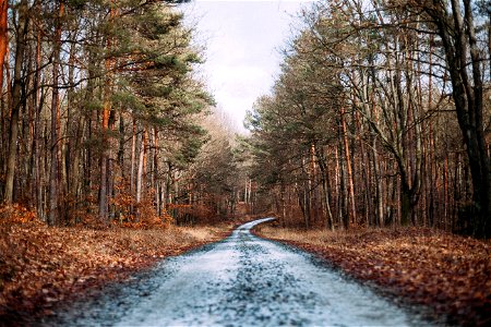 Muddy Road Beside Dry Leaves During Daytime photo