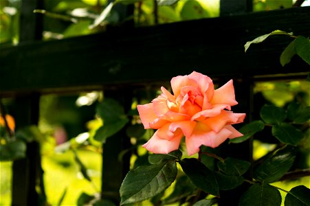 Pink Rose In Garden photo