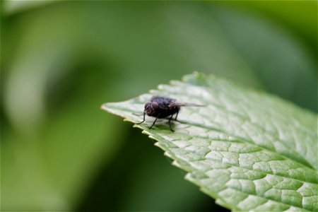 Fly On A Green Leaf photo