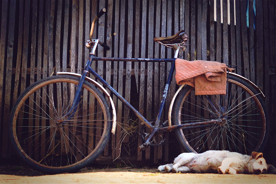Blue Flat Bar Bike Beside Yellow Labrador Retriever photo