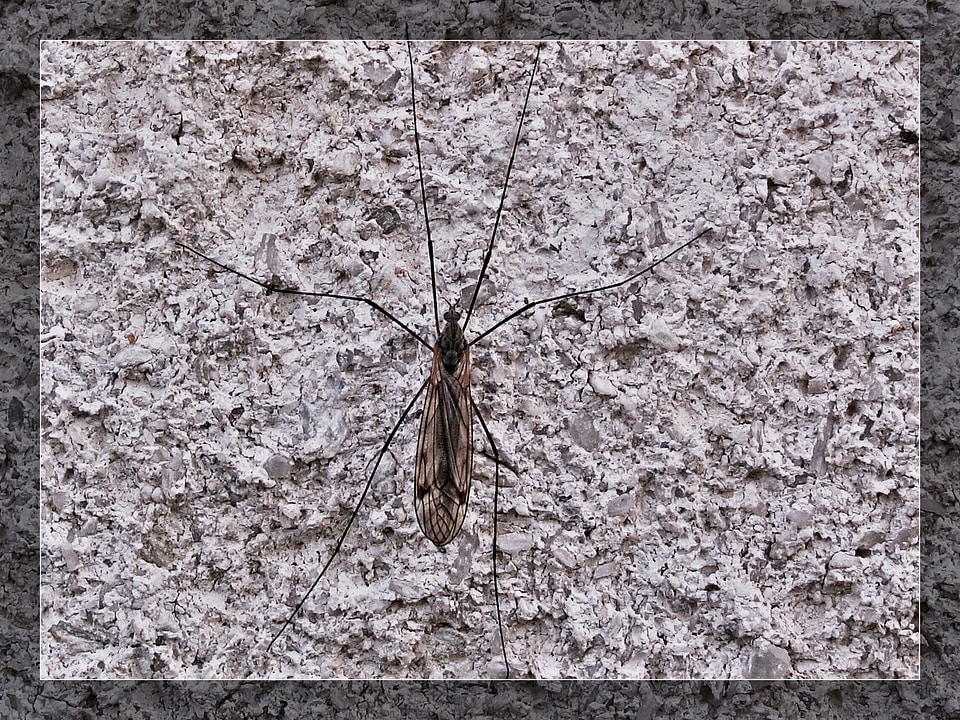 Macro structure midge