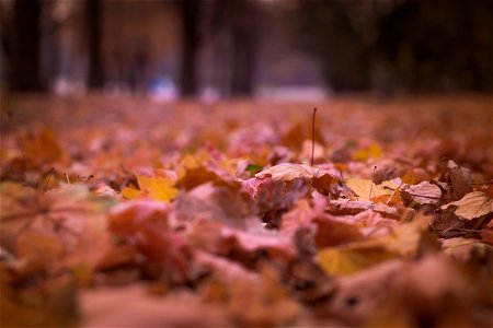 Withered Leaves On Floor Focus Photography photo