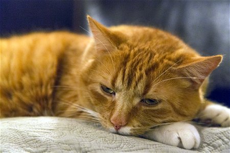 Ginger Cat photo