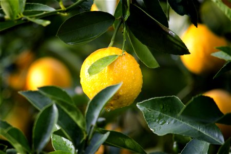 Lemon In Tree photo