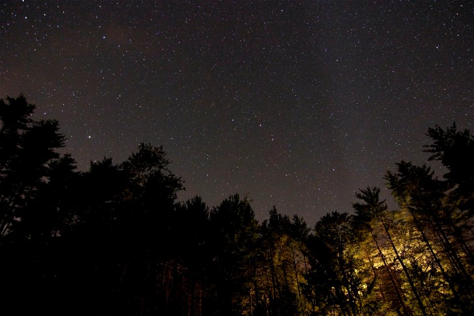 Night Sky In Forest photo