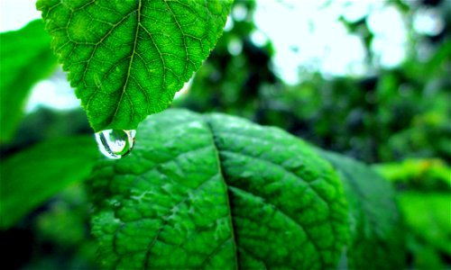 Water Drop On Green Leaf photo