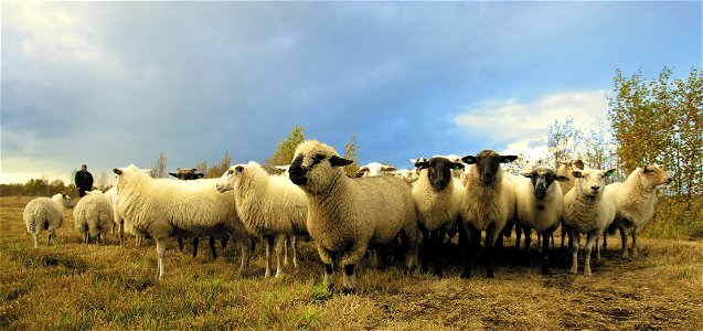 Flock Of Sheep In Field Under Blue Sky photo