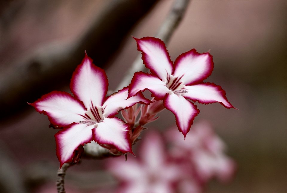 Macro Photo Of White And Pink Flowers
