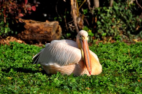 White Pelican Resting On Green Plants photo