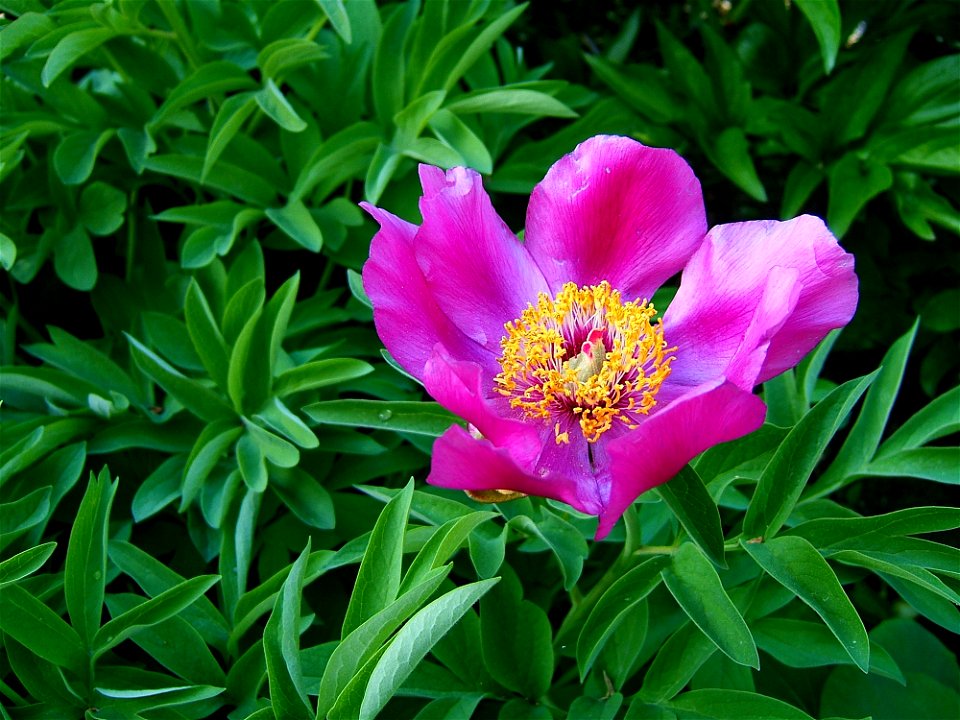 Red Petaled Flower photo